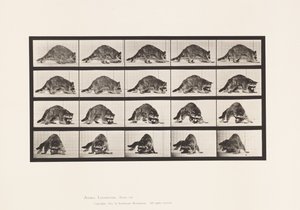 tábla 745. Mosómedve; Séta; és Megfordulni alkotó: Eadweard Muybridge