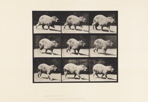 tábla 746. Capybara; Séta alkotó: Eadweard Muybridge