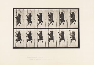 tábla 749. Pávián; Rúdra mászni alkotó: Eadweard Muybridge