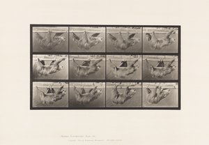 tábla 750. Laza; Séta, vízszintes sarkon függesztve alkotó: Eadweard Muybridge