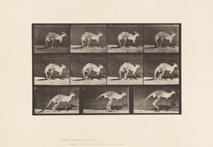 tábla 751. Kenguru; Négyes séta; Váltson ugrásra alkotó: Eadweard Muybridge