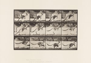 tábla 752. Kenguru; Ugrás alkotó: Eadweard Muybridge