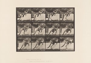 tábla 753. Kenguru; Ugrás alkotó: Eadweard Muybridge