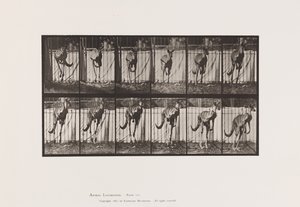 tábla 754. Kenguru; Ugrás alkotó: Eadweard Muybridge
