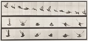 tábla 755. Galamb; Repülő alkotó: Eadweard Muybridge