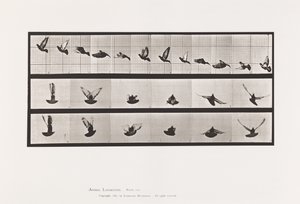 tábla 755. Galamb; Repülő alkotó: Eadweard Muybridge