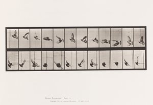 tábla 756. Galamb; Repülő alkotó: Eadweard Muybridge