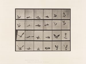tábla 757. Galamb; Repülő alkotó: Eadweard Muybridge