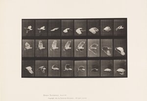 tányér 758. Kakadu; Repülő alkotó: Eadweard Muybridge