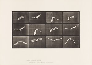 Tányér 762. Kakadu; Repülő alkotó: Eadweard Muybridge