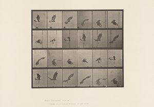 tábla 763. Vörösfarkú sólyom; Repülő alkotó: Eadweard Muybridge