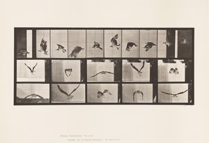 764. tábla Halasólyom; Repülő alkotó: Eadweard Muybridge