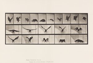 769. tábla. Amerikai sas; Repülő alkotó: Eadweard Muybridge