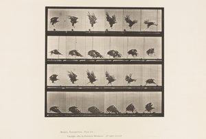 770. tábla. Amerikai sas; Repülés a Föld közelében alkotó: Eadweard Muybridge