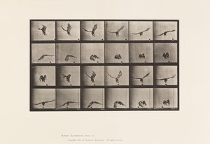 771. tábla. Amerikai sas; Repülés a Föld közelében alkotó: Eadweard Muybridge