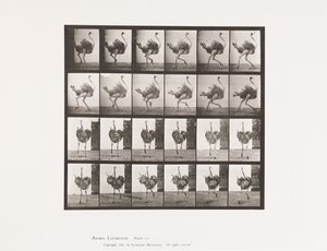 tábla 773. Strucc; Futó alkotó: Eadweard Muybridge