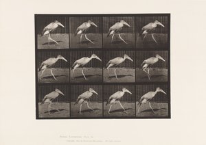 tábla 774. Adjutáns; Séta alkotó: Eadweard Muybridge