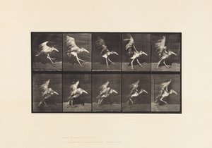 tábla 775. Adjutáns; Flying Run alkotó: Eadweard Muybridge