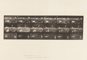 tábla 776. Gólyák; Hattyúk stb., A, B, C alkotó: Eadweard Muybridge