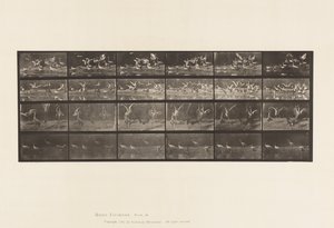 tábla 777. Gólyák; stb, A, B, C, D alkotó: Eadweard Muybridge