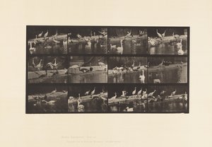 tábla 779. Gólyák; Hattyúk stb. alkotó: Eadweard Muybridge