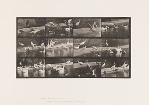 tábla 780. Gólyák; Hattyúk stb. alkotó: Eadweard Muybridge