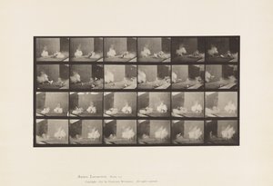 Tányér 781. Csirke; Megijedt Torpedótól alkotó: Eadweard Muybridge