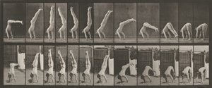 371-es számú tányér. Akrobata, függőleges "felfelé nyomó",1887 (fénykép) alkotó: Eadweard Muybridge