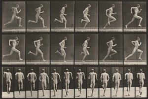 62. tábla. Futás teljes sebességgel alkotó: Eadweard Muybridge