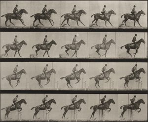636. tábla. „Daisy” nyeregben átugrik egy akadályt, felkészülve az ugrásra alkotó: Eadweard Muybridge