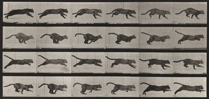  alkotó: Eadweard Muybridge