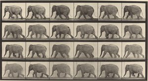 733-as táblaszám. Elefántjárás alkotó: Eadweard Muybridge