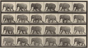  alkotó: Eadweard Muybridge