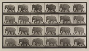 733-as táblaszám. Elefántjárás alkotó: Eadweard Muybridge