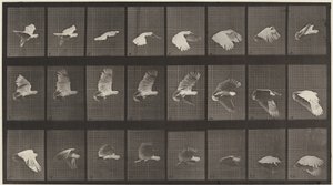 Rendszám: 758. Repülő kakadu alkotó: Eadweard Muybridge