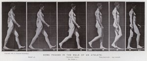 Az emberi alak mozgásban: Egy sportoló sétájának néhány fázisa (f/w fotó) alkotó: Eadweard Muybridge