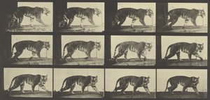 Tigrisjárás, 729-es tábla az Animal Locomotion-tól, 1887 alkotó: Eadweard Muybridge