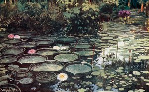 Victoria Regia (színes litó)