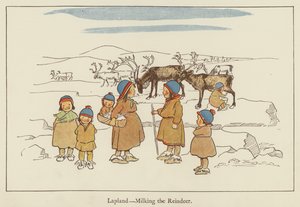 Lappföld, a rénszarvas fejése