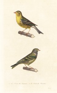 Atlantic canary and European serin.   1398493   hu       hungarian Successfully Translated  Original: Untitled (The El) Translat: Untitled (The El) 1334710 hu hungarian Successfully Translated Original: Textile Translat: Textile 1260311 hu hungarian Succes