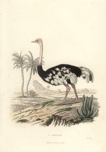 Közönséges strucc, Struthio camelus. alkotó: Edouard (after) Travies