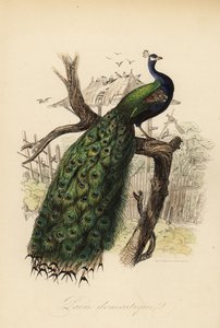 Indiai páva, Pavo cristatus