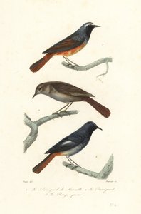 Redstart, rigó csalogány és fekete vörös szár. alkotó: Edouard (after) Travies