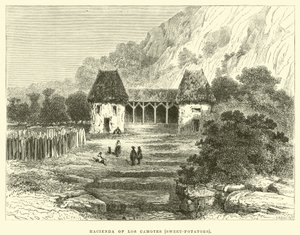 Hacienda of Los Camotes, édesburgonya alkotó: Edouard Riou