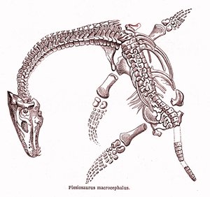 Plesiosaurus macrocephalus alkotó: Edouard Riou