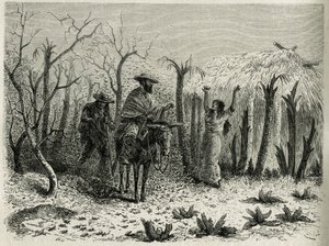 A Vallee du Upper Patia szöcskefelhői, öszvérén az utazás elbeszélőjével, Riou metszetével, E.Andre, a francia kormány küldetéséért felelős utazó L