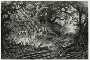 A mahagóni kitermelése az Andok erdeiben. Riou metszete a „Utazás Yucatanba és a Lacandonok földjére” című történetének illusztrálására 1882-ben, Desire Charnay (1828-1915) régész és fotós műve. Megjelent a Tour du monde nou alkotó: Edouard Riou