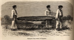 Nymfea levél és virág szállítása a Nuna-tóból (perou), mintarezervátum a P. Marcoy herbáriumban. Riou rajza a Csendes-óceántól az Atlanti-óceánig vezető utazás szemléltetésére alkotó: Edouard Riou