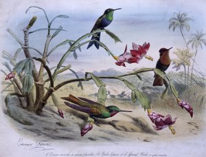 Repülő madarak: villásfarkú légy madár, topáz rubin és nagy rubin - dess. írta: E. Travies alkotó: Edouard Travies