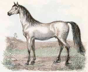 Ló- „Az ábécé állatokat ábrázol” 19. század (metszet) alkotó: Edouard Travies